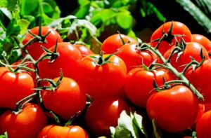 Biologische tomaten
