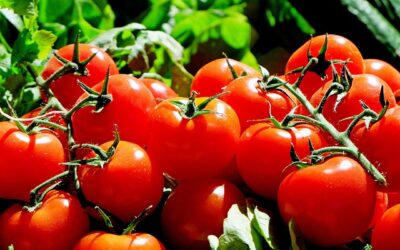 Biologische tomaten zijn rijk aan verschillende voedingsstoffen die essentieel zijn voor een goede gezondheid.