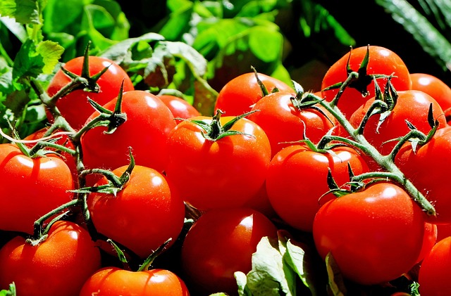 Biologische tomaten zijn rijk aan verschillende voedingsstoffen die essentieel zijn voor een goede gezondheid.
